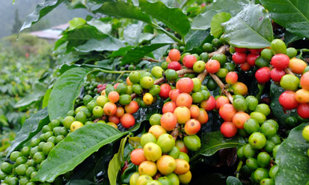 The red cherries on this coffee tree are ready to be picked.