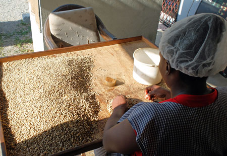 Sorting Jamaica Blue Mountain Coffee by hand, and discarding the inferior beans.
